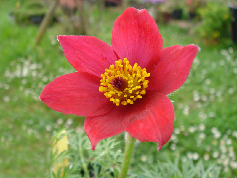 Pulsatilla vulgaris 'Röde klokke' photo
